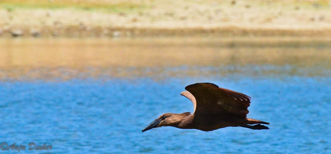 ameib-gästehaus-camping-phillips-cave-bulls-party©anja-denker_3