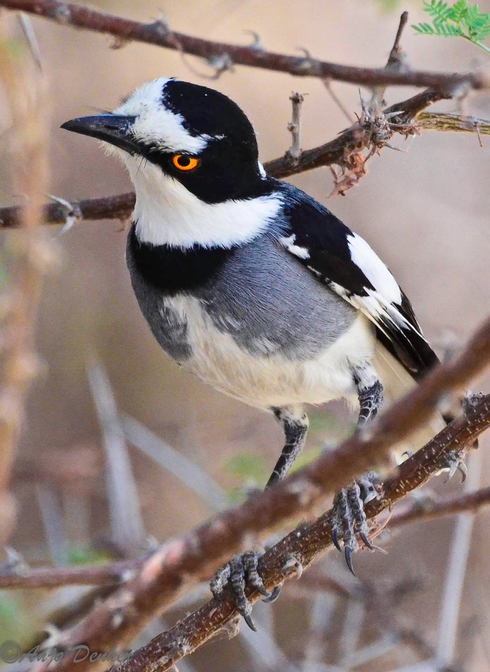ameib-gästehaus-camping-phillips-cave-bulls-party©anja-denker_6